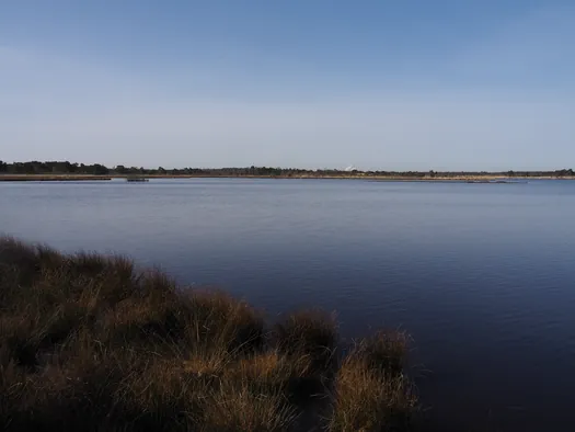 Kalmthoutse Heide, Kalmthout (België)
